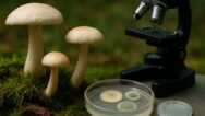 Mycology: The Biology, Ecology, and Applications of Fungi