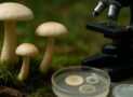 Mycology: The Biology, Ecology, and Applications of Fungi
