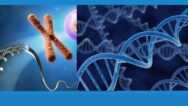NEET – MOLECULAR BASIS OF INHERITANCE