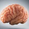 Nervous System