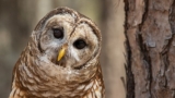Nightwatch.js Quick Start Guide