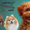 Pet Business with Dog Grooming for Aspiring Petpreneurs