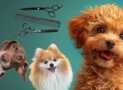 Pet Business with Dog Grooming for Aspiring Petpreneurs