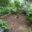 Plan A Backyard Forest Mini-course