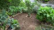 Plan A Backyard Forest Mini-course