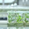 Plant Cell & Tissue Culture Course