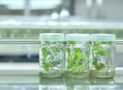 Plant Cell & Tissue Culture Course