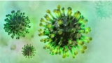 Potential Therapeutics in COVID-19/SARS-CoV-2