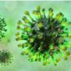 Potential Therapeutics in COVID-19/SARS-CoV-2