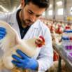 Poultry Diseases Masterclass: Diagnosis & Prevention