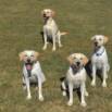 Puppy Raiser Course For Retrieving Independence-nonprofit