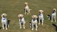 Puppy Raiser Course For Retrieving Independence-nonprofit