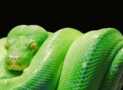 Python Development Essentials
