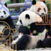 Python Pandas For Your Grandpa
