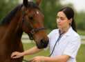 quine Medicine Masterclass: From Colic to Lameness
