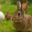 Rabbit Farming Masterclass: From Feeding to Profitable Breed