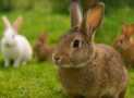 Rabbit Farming Masterclass: From Feeding to Profitable Breed