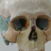 Skull anatomy