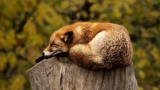 Stress Relief Meditation Course.. for Relentless Relaxation!