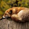 Stress Relief Meditation Course.. for Relentless Relaxation!