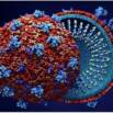 Study of Virology