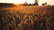 The Book Of Ruth: Deep-diging Bible Study