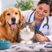 The Complete Dog & Cat Care Masterclass