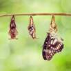 FastAPI Prerequisite: Pydantic, Dependency Injection, Python