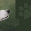 The Secret To The Russian Method Of Dog Training