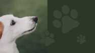 The Secret To The Russian Method Of Dog Training
