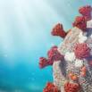 The Symbolic Meaning Of The Coronavirus