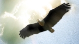 Virtue Videos for Freedom That Lasts