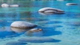 Water softening and desalination.
