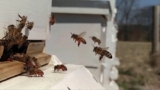 What is keeping YOU from becoming a beekeeper?