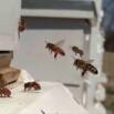 What is keeping YOU from becoming a beekeeper?