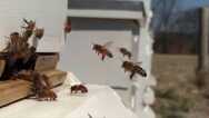 What is keeping YOU from becoming a beekeeper?