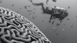 Workplace Neuroscience: Decoding Your Brain At Work