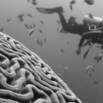 Workplace Neuroscience: Decoding Your Brain At Work