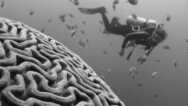 Workplace Neuroscience: Decoding Your Brain At Work
